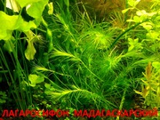 Лагарасифон мадагаскарский и др. растения. НАБОРЫ растений для запуска