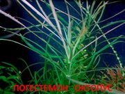 Погестемон октопус. НАБОРЫ растений для запуска акваса