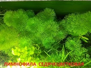 Лимнофила седячецветковая и д растения - НАБОРЫ растений для запуска-