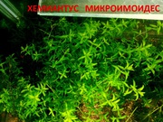 Хемиантус микроимоидес и др. растения - НАБОРЫ растений для запуска