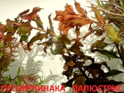 Прозерпинака палюстрис -- НАБОРЫ растений для запуска акваса