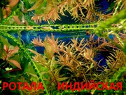 Ротала и др. растения -- НАБОРЫ растений для запуска акваса--