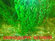 Эхинодорус везувий - НАБОРЫ растений для запуска