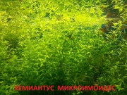 Хемиантус микроимоидес - НАБОРЫ растений для запуска акваса=======
