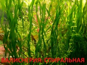 Эхинодорус везувий - НАБОРЫ растений для запуска--