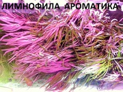 Лимнофила ароматика  - НАБОРЫ растений для запуска